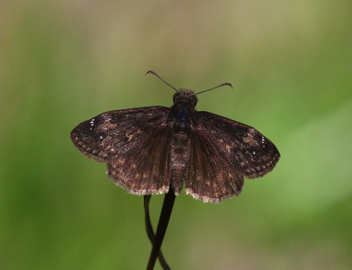 Wild Indigo Duskywing - male